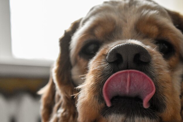 Photo portrait of a dog cocker spaniel