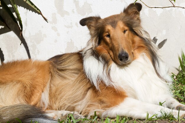 portrait dog collie