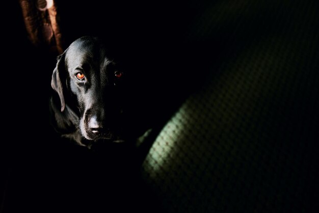 Portrait of dog in darkroom