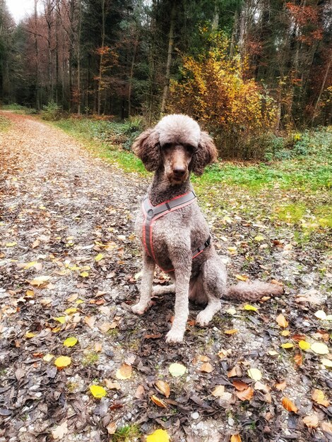 Photo portrait of a dog on dirt road