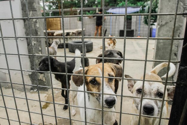 Foto ritratto di un cane in un rifugio per cani