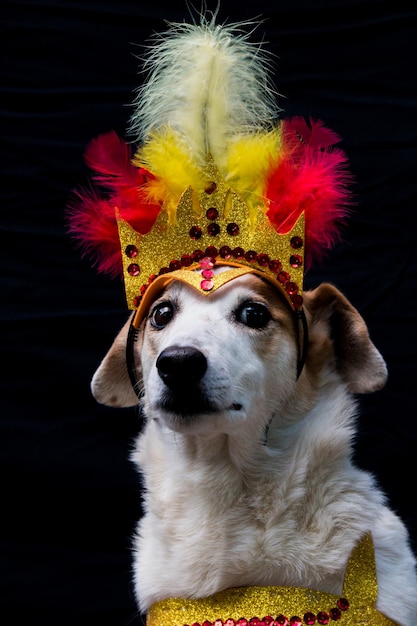 Portrait of a dog dressed for carnival, with feathers, sequins and glitters on a black background