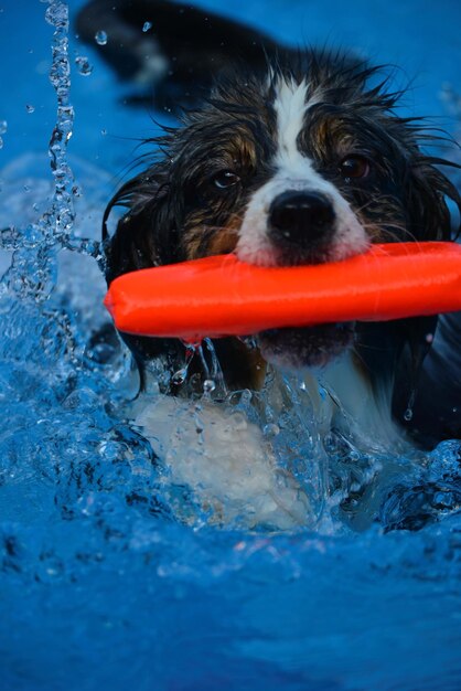 Foto ritratto di un cane che beve acqua in piscina