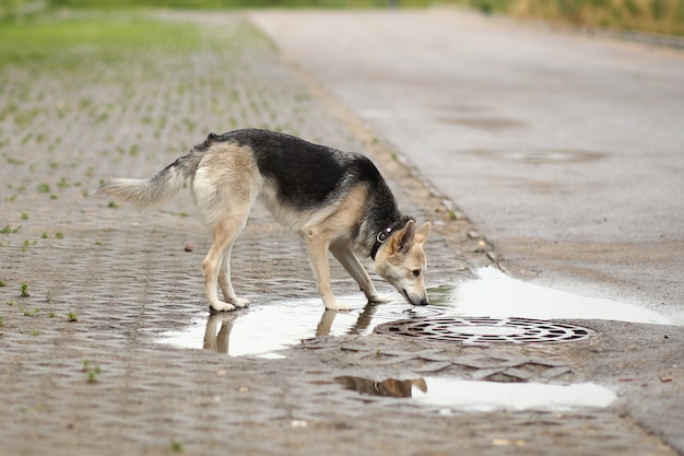 Portrait a dog drinks water from puddle