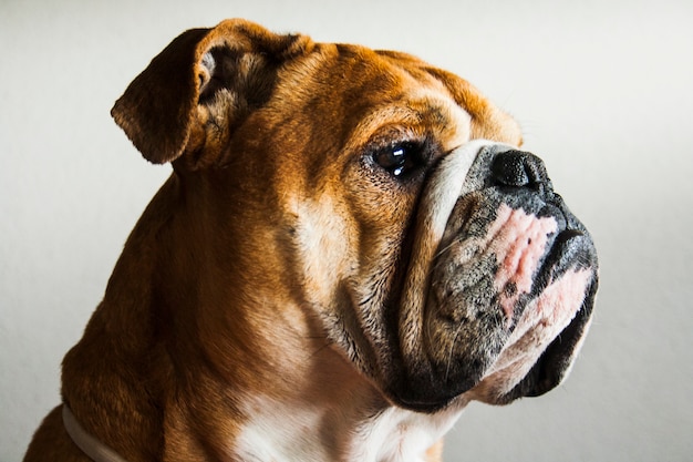 Portrait of dog of the english bulldog breed