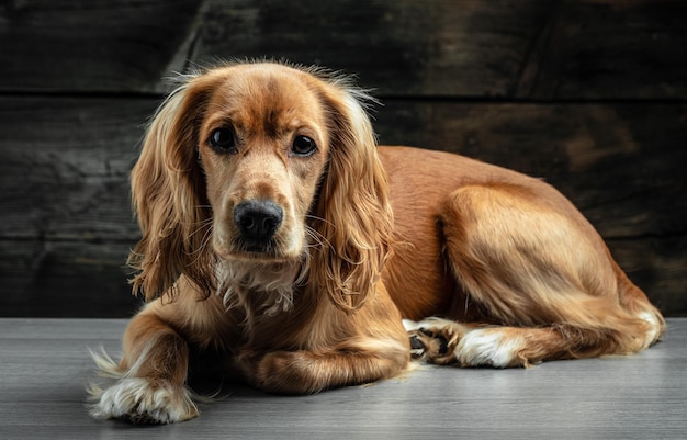 Portrait of a dog english cocker spanie on a dark background place for text