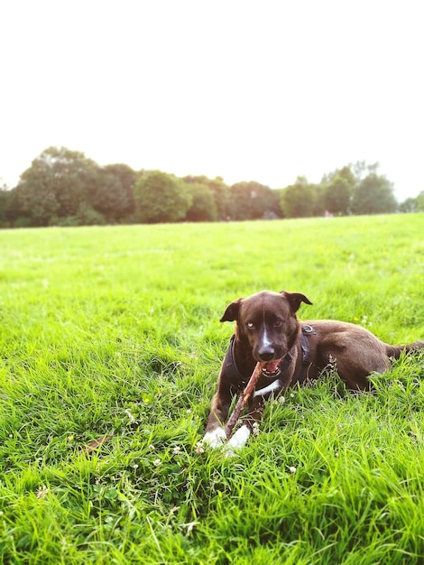 Foto ritratto di un cane sul campo contro un cielo limpido