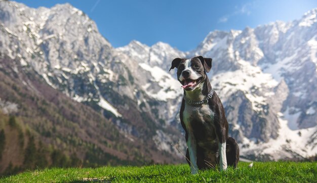 Photo portrait of dog on field against mountain