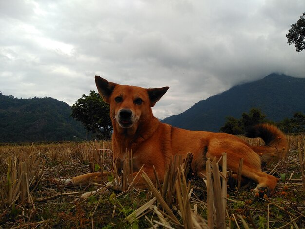 Portrait of a dog on field against sky