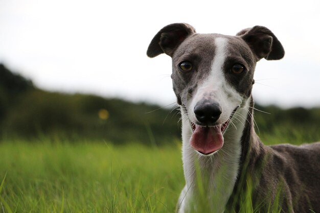 Foto ritratto di un cane sul campo contro il cielo