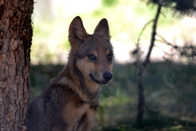 Photo portrait of dog on field against trees