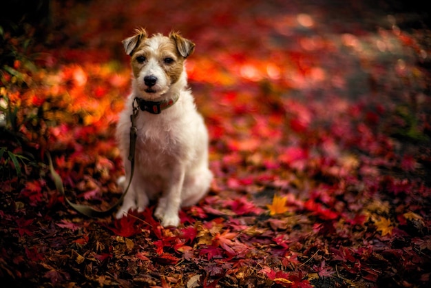 Photo portrait of dog on field during autumn