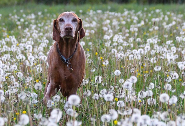 Photo portrait of a dog on field vizsla in dandelions