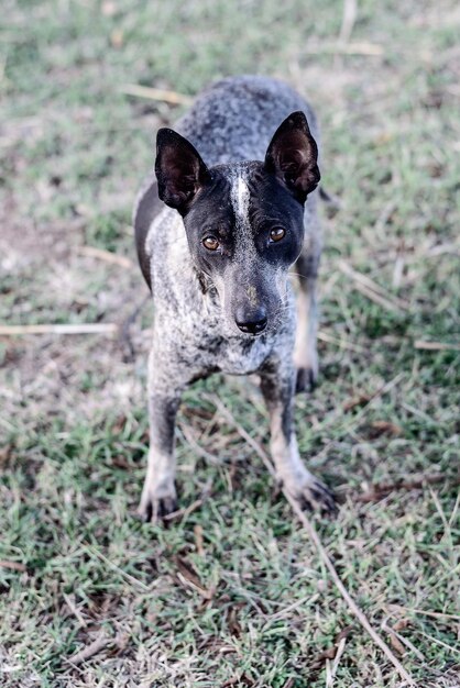 Foto ritratto di un cane sul campo