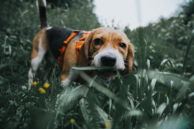 Photo portrait of dog on field