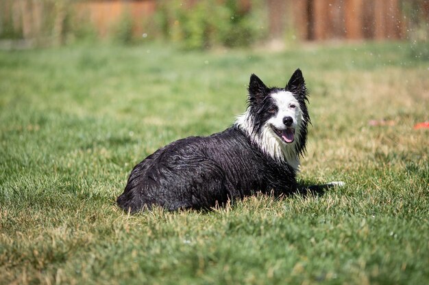 Photo portrait of dog on field