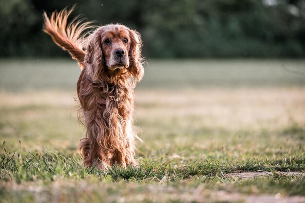 フィールドの犬の肖像画