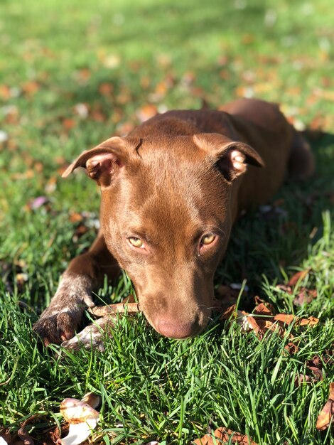 Foto ritratto di un cane sul campo