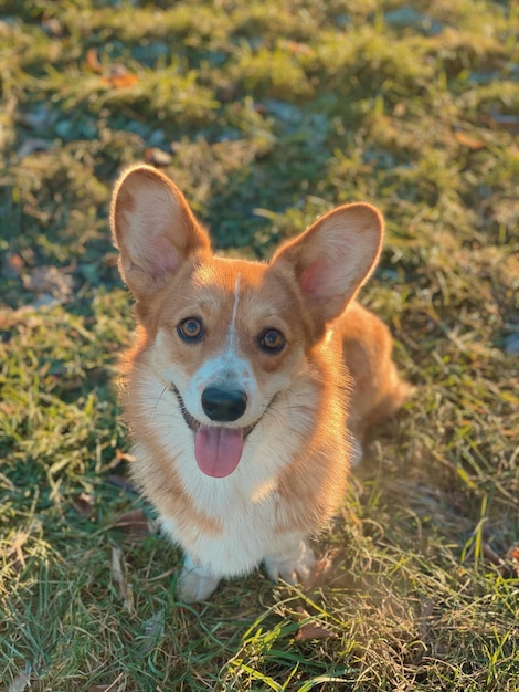 Photo portrait of dog on field