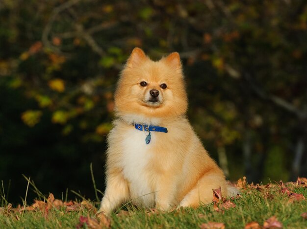 Photo portrait of a dog on field