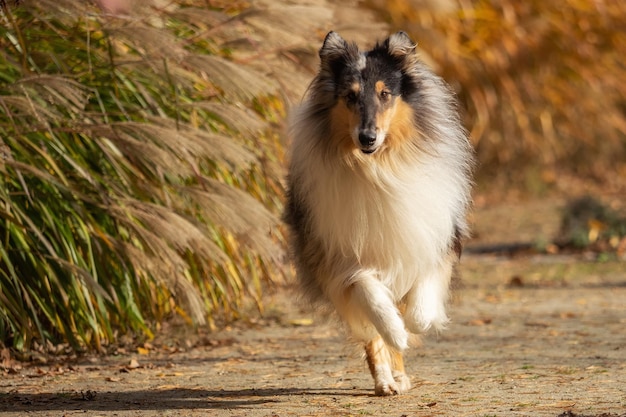 Photo portrait of dog on field