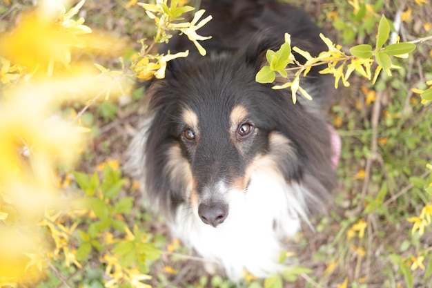 Photo portrait of dog on field