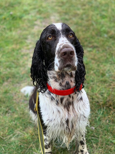 Photo portrait of dog on field