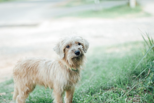 Photo portrait of dog on field