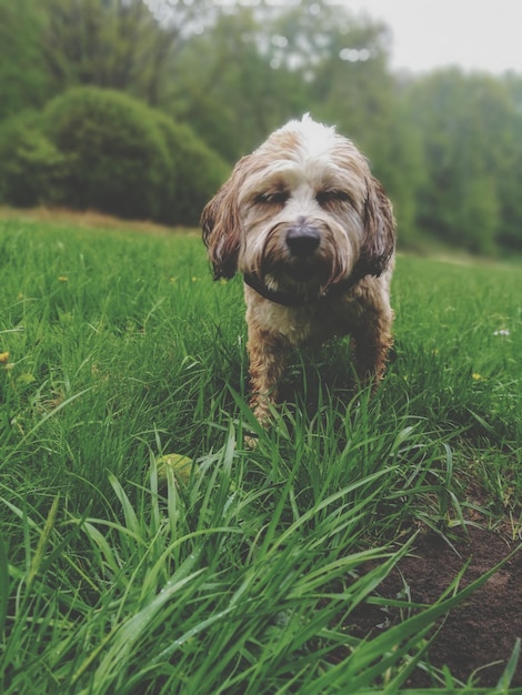 Photo portrait of dog on field