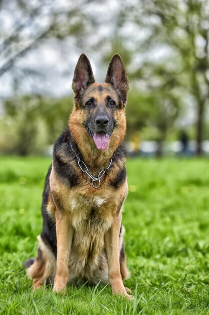 Portrait of a dog on field