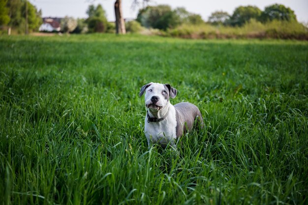 Foto ritratto di un cane sul campo