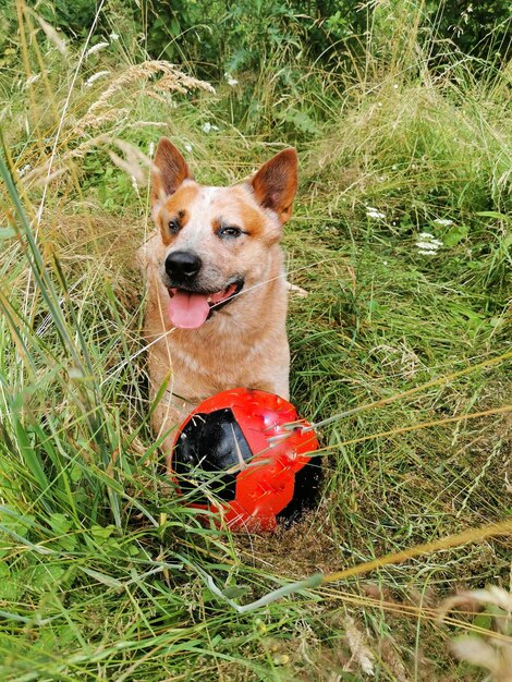 Foto ritratto di un cane sul campo