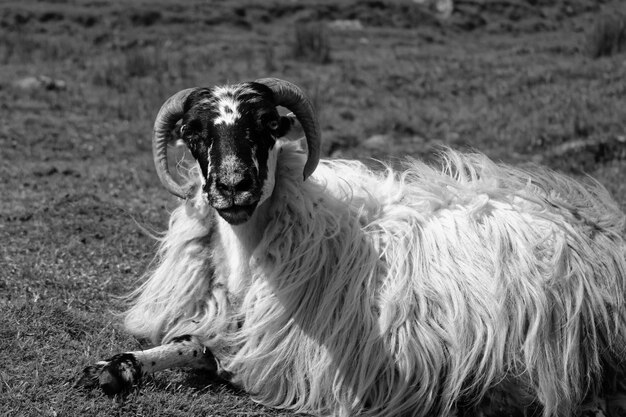 Photo portrait of dog on field