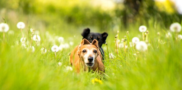 Portrait of dog on field