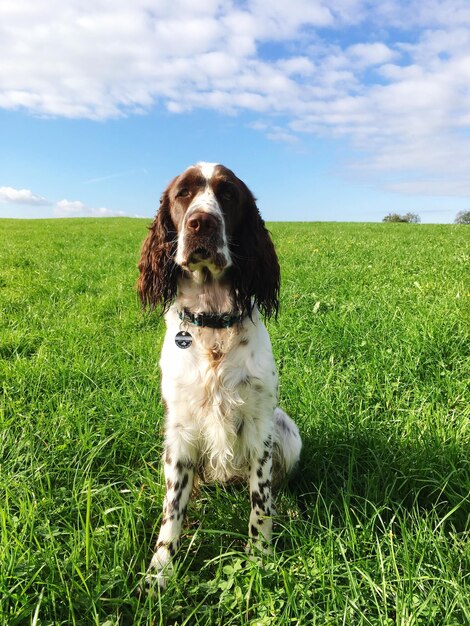 Portrait of dog on field