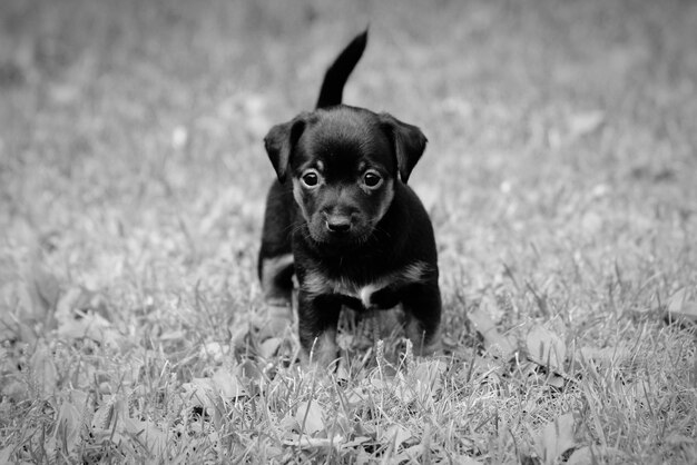 Portrait of dog on field