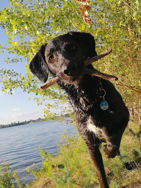 Portrait of dog on field