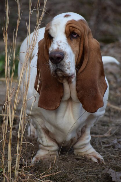 Photo portrait of dog on field