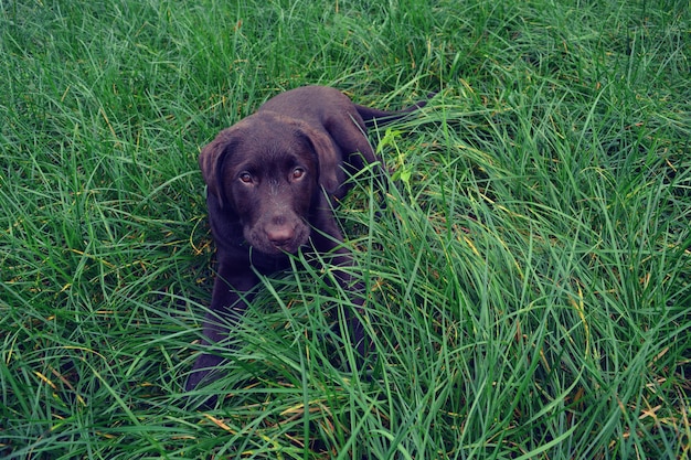 Portrait of dog on field