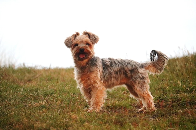 Foto ritratto di un cane sul campo