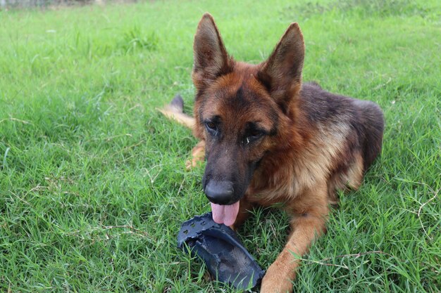 Portrait of a dog on field