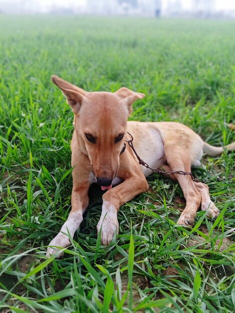 Portrait of a dog on field