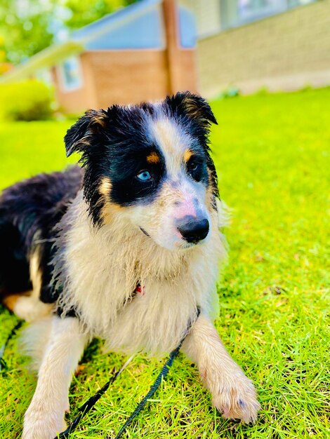 Portrait of dog on field