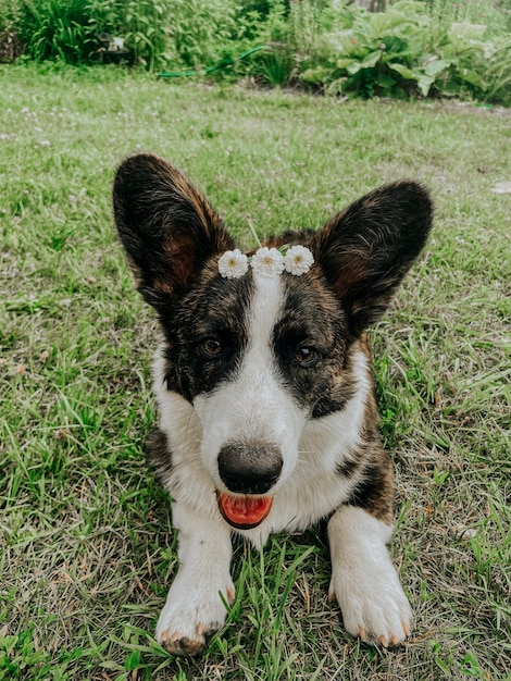 Portrait of dog on field