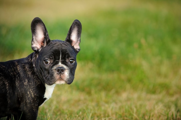 フィールド上の犬の肖像画