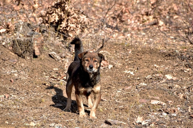 Photo portrait of dog on field