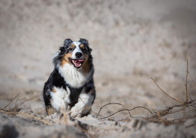 Photo portrait of dog on field