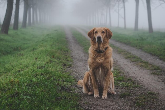 フィールドの犬の肖像画