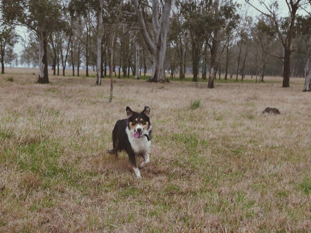 Photo portrait of dog on field