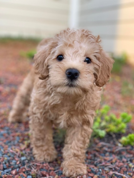 Portrait of dog on field